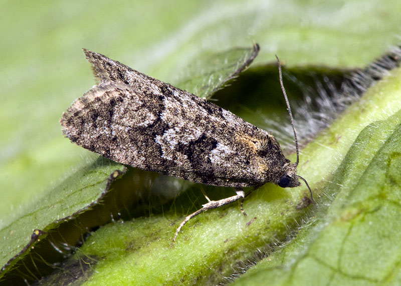 Tortricidae - Cnephasia communana